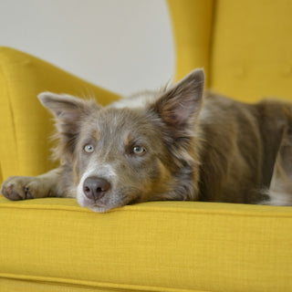 Choosing the Best Sofa Material When You Have Dogs
