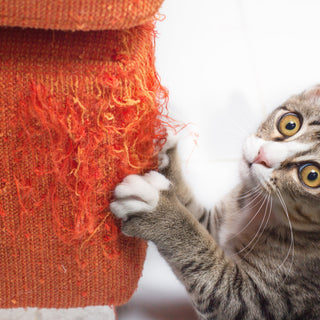 Dealing with Pets and Sofa Damage: Tips for Pet Owners